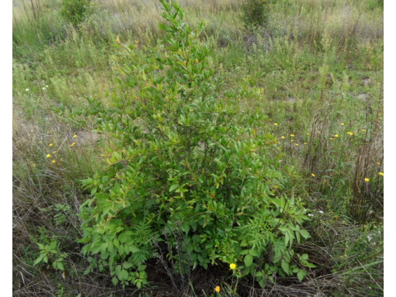 127 Summit Rd, Maryland NSW 4377