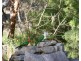 232 Townsend Rd, Glen Aplin QLD 4381