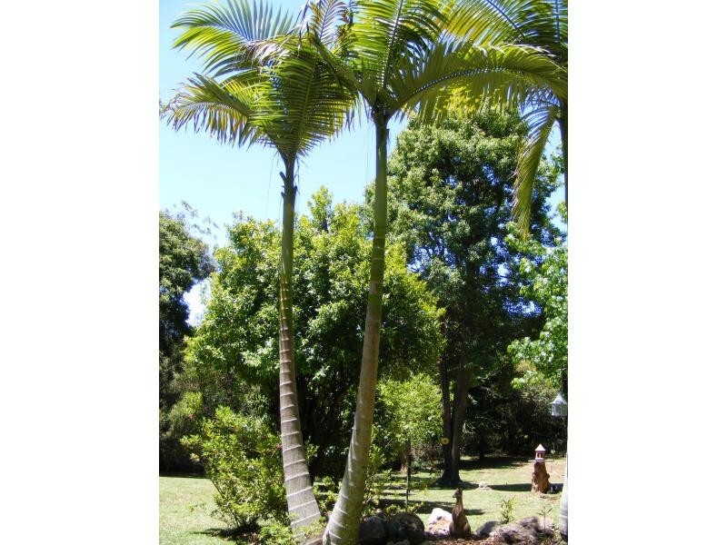 13 Carricks Road, Springbrook QLD 4213