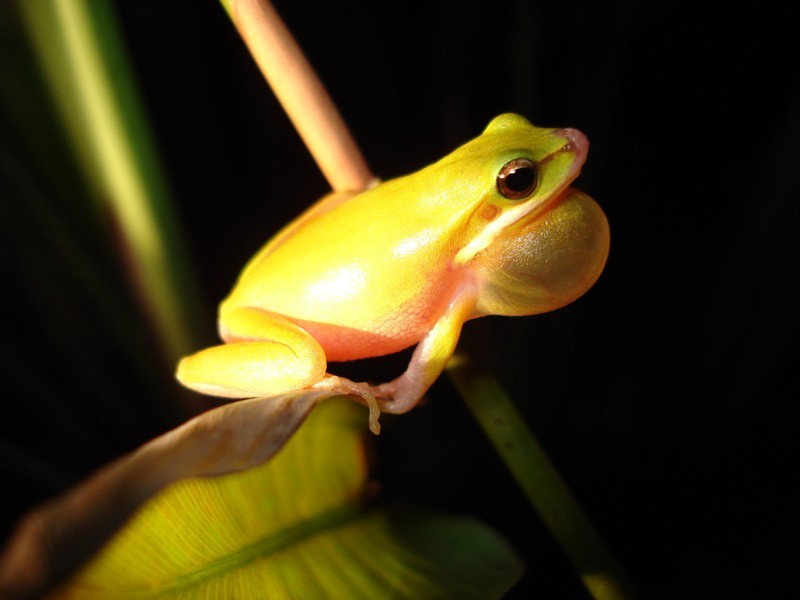 Goonengerry NSW 2482