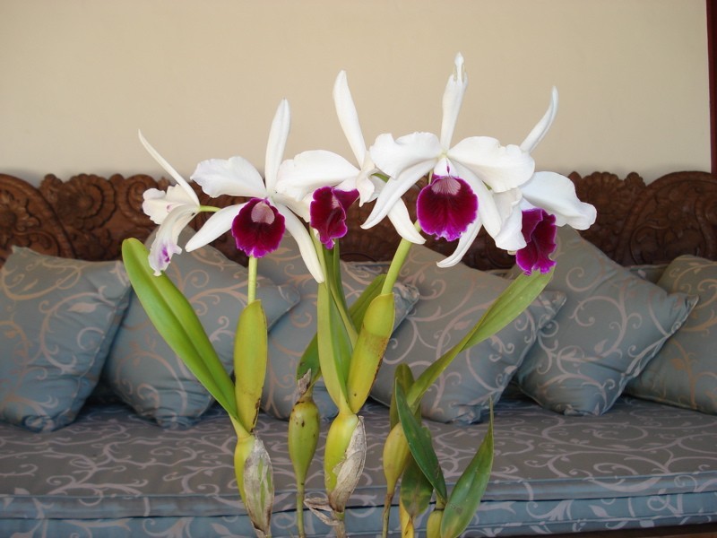 Goonengerry NSW 2482