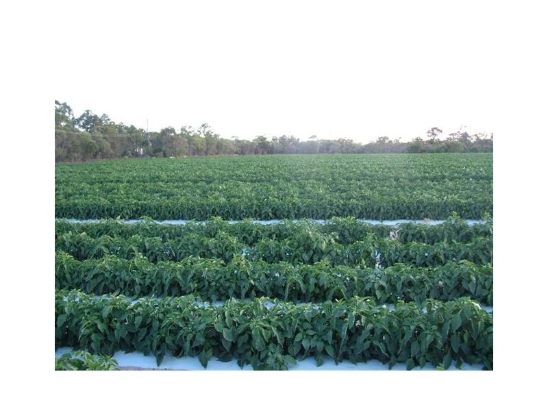 Elliott QLD 4670