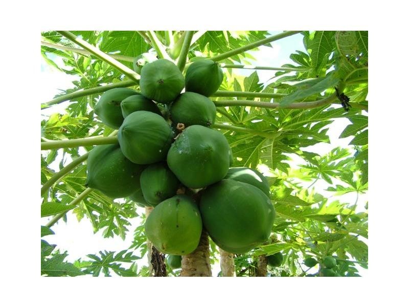 Bundaberg North QLD 4670