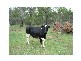 South Kolan QLD 4670