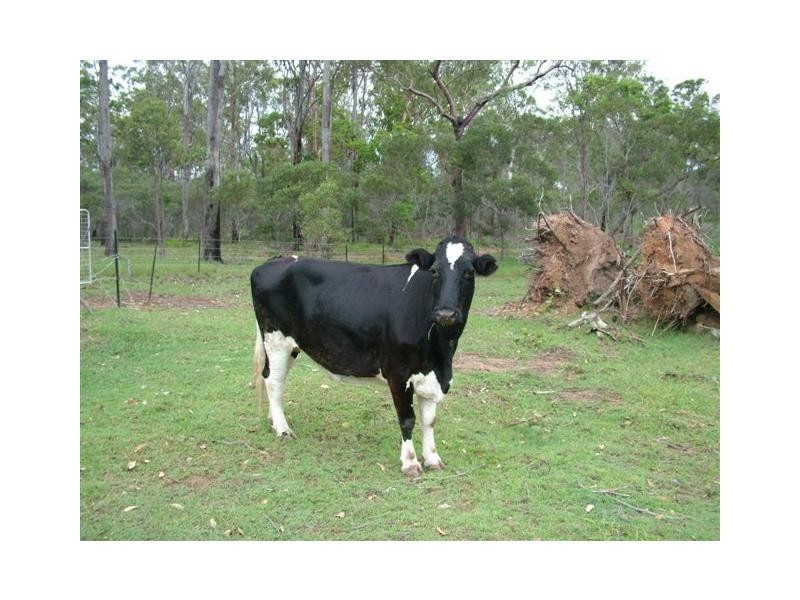 South Kolan QLD 4670