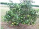 Bundaberg QLD 4670