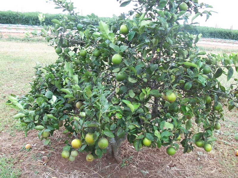 Bundaberg QLD 4670