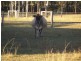 Bundaberg QLD 4670