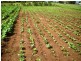 Bundaberg QLD 4670