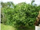 Bundaberg QLD 4670