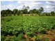 Bundaberg QLD 4670