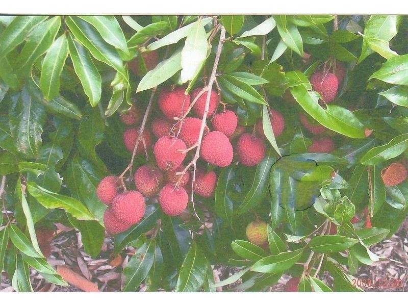 Welcome Creek QLD 4670