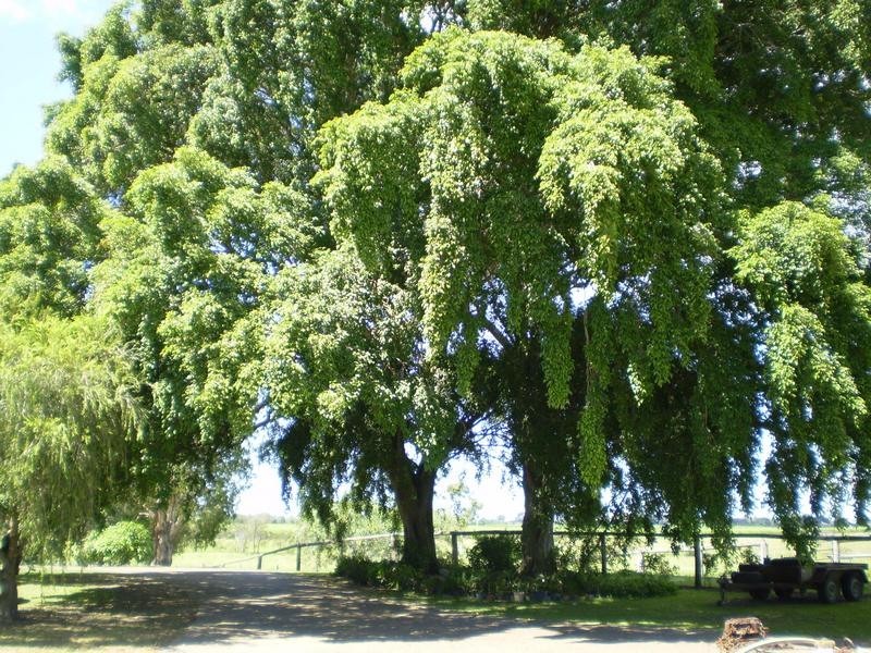 6 Allambie Close, Bundaberg North QLD 4670