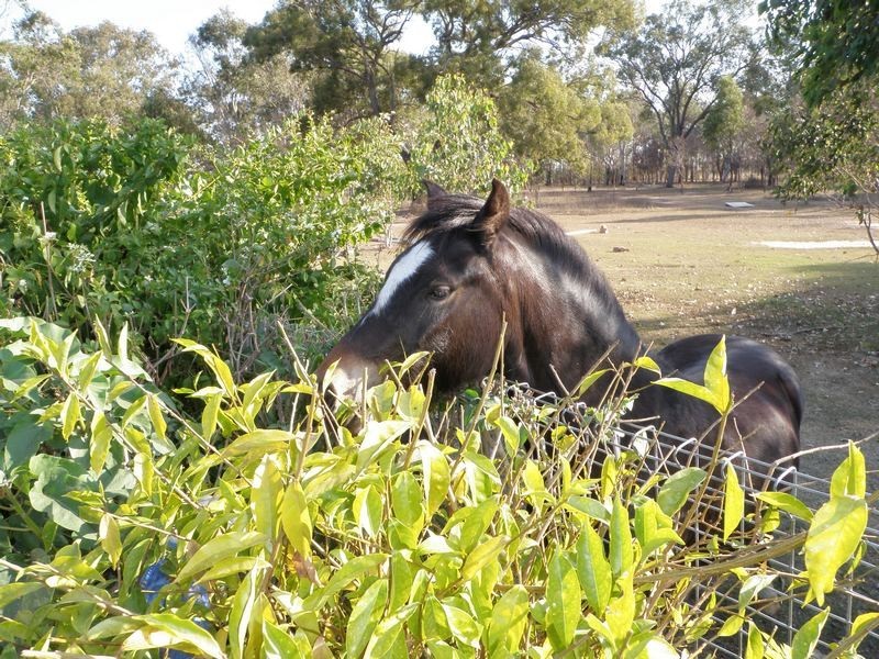 Bundaberg North QLD 4670