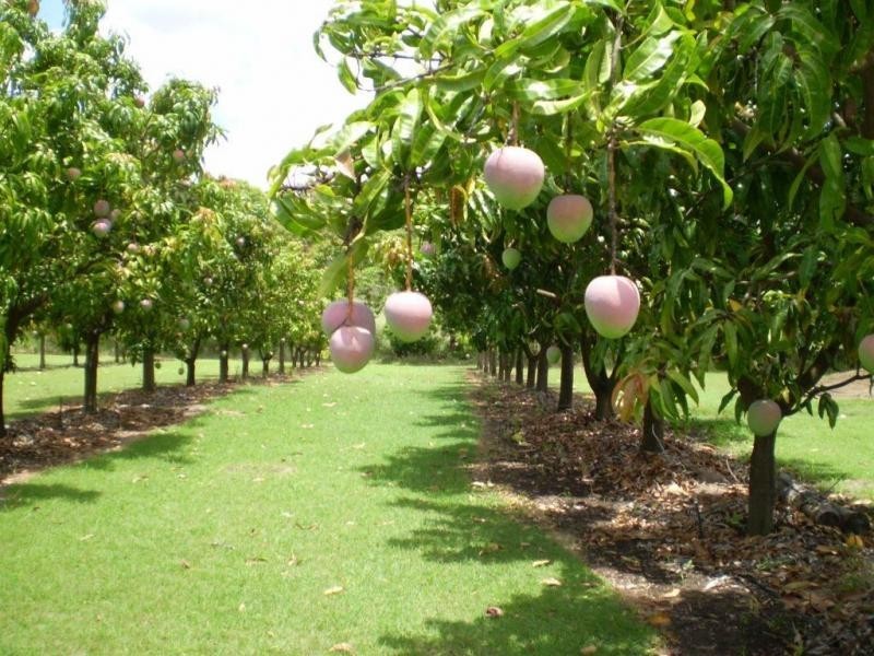 838 WALLAVILLE /GOONDOON Road, Delan, Gin Gin QLD 4671