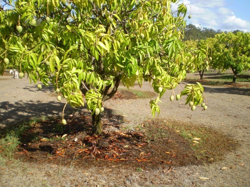 838 WALLAVILLE /GOONDOON Road, Delan, Gin Gin QLD 4671
