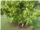 Yandaran QLD 4673