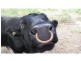 Bungadoo QLD 4671