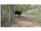 Bungadoo QLD 4671