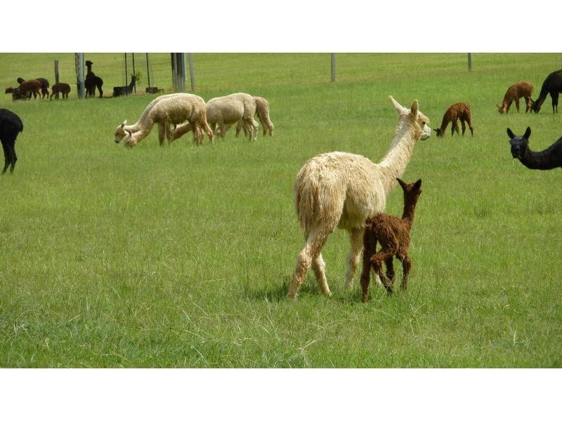 South Bingera QLD 4670