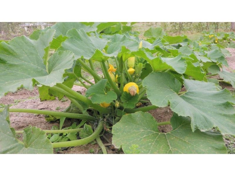 Apple Tree Creek QLD 4660