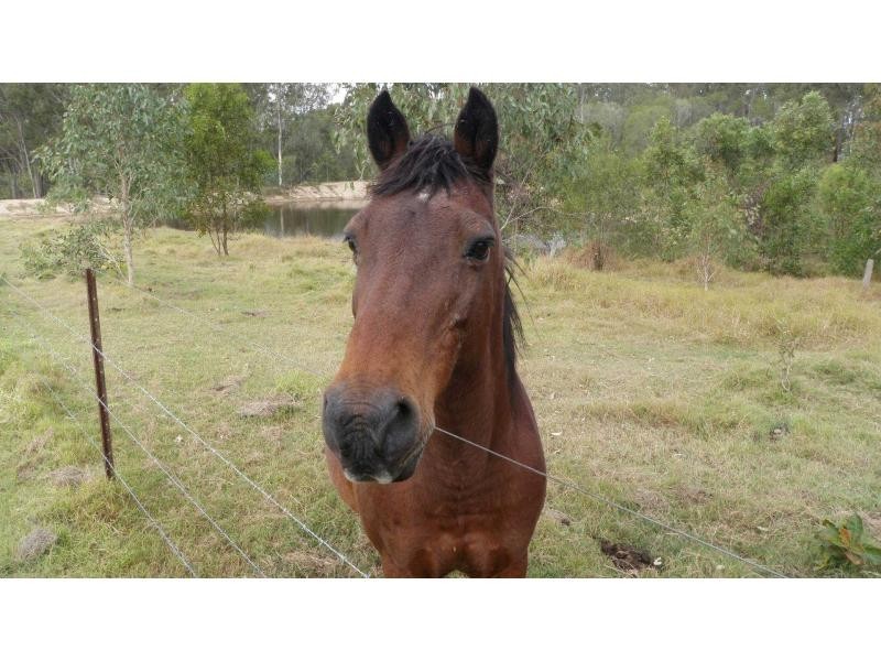 Apple Tree Creek QLD 4660