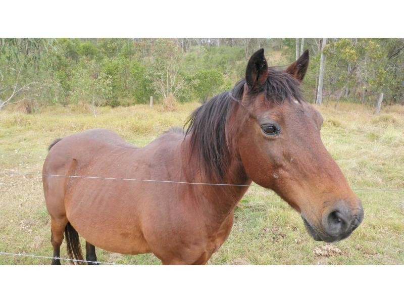 Apple Tree Creek QLD 4660