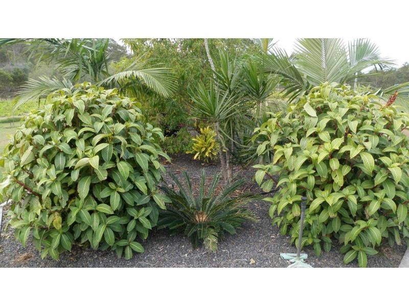 Apple Tree Creek QLD 4660