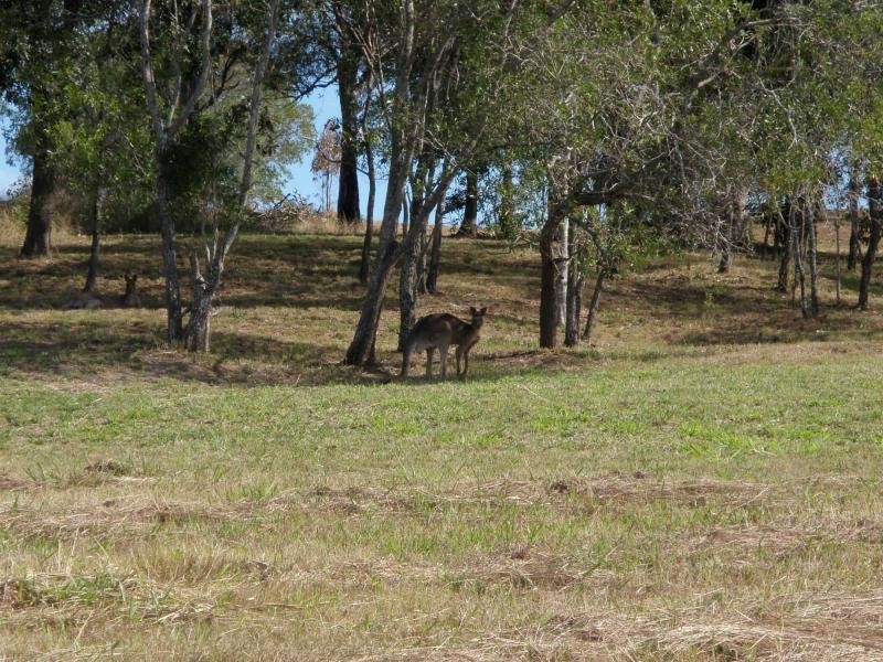 Apple Tree Creek QLD 4660