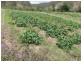 New Moonta QLD 4671