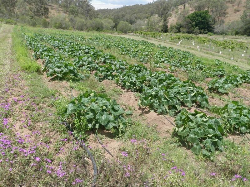 New Moonta QLD 4671