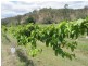 New Moonta QLD 4671