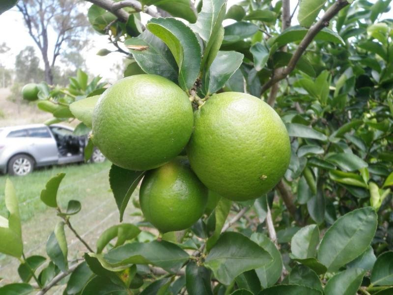New Moonta QLD 4671