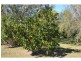 South Kolan QLD 4670