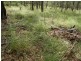 South Kolan QLD 4670