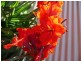 Yungaburra QLD 4884