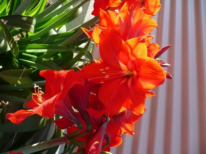 Yungaburra QLD 4884