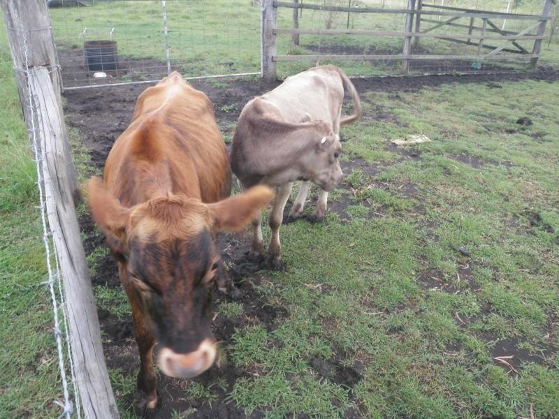 Maroondan QLD 4671