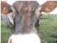 Maroondan QLD 4671