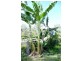 Wallaville QLD 4671
