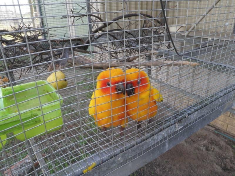 Sharon QLD 4670