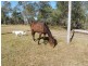 Horse Camp QLD 4671