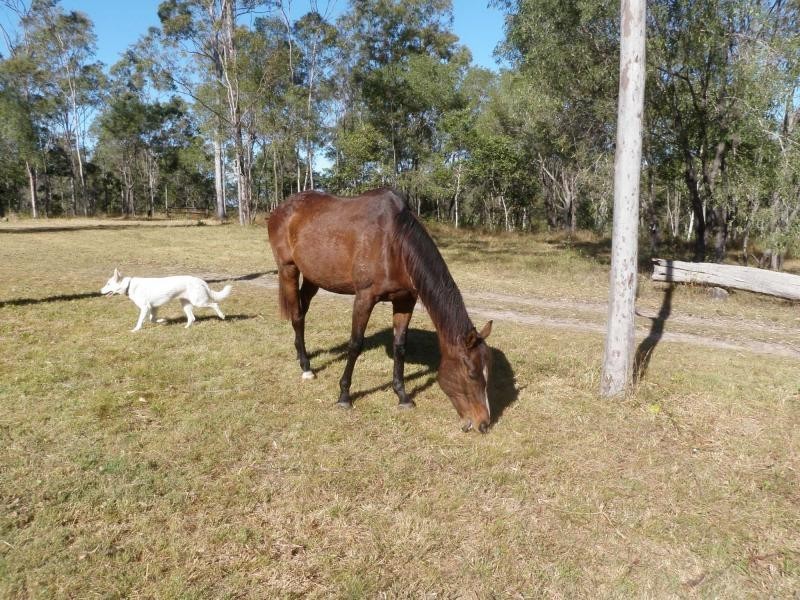 Horse Camp QLD 4671