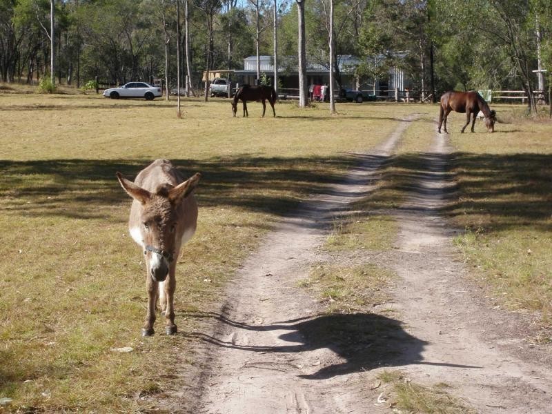 Horse Camp QLD 4671