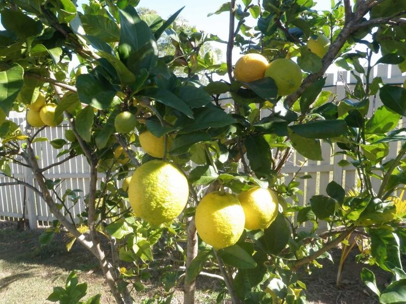 Avoca QLD 4670