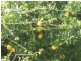 Gin Gin QLD 4671