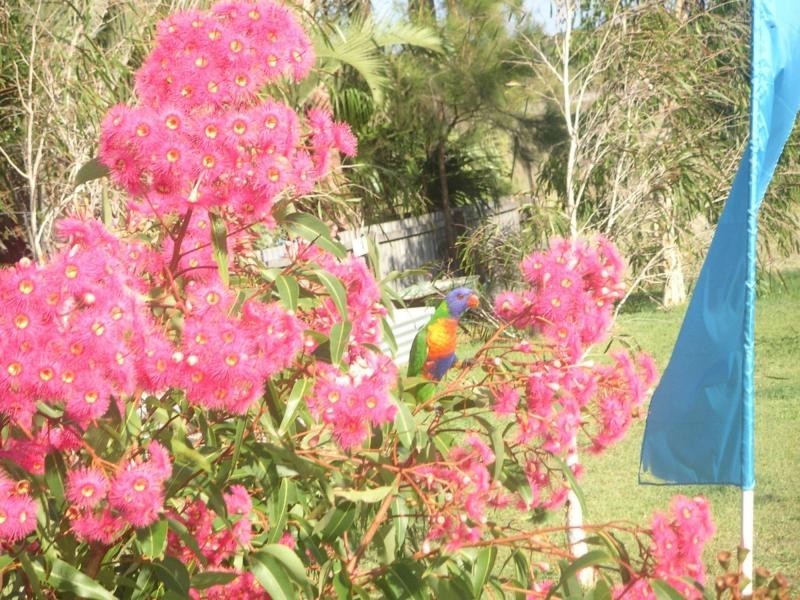 6 Bisdee Street, Coral Cove QLD 4670