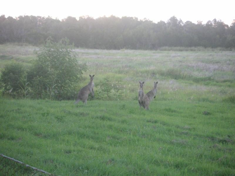 6 Bisdee Street, Coral Cove QLD 4670