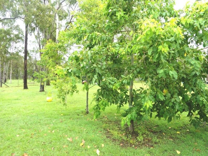 1 HONEYFLOWER COURT, Bucca QLD 4670