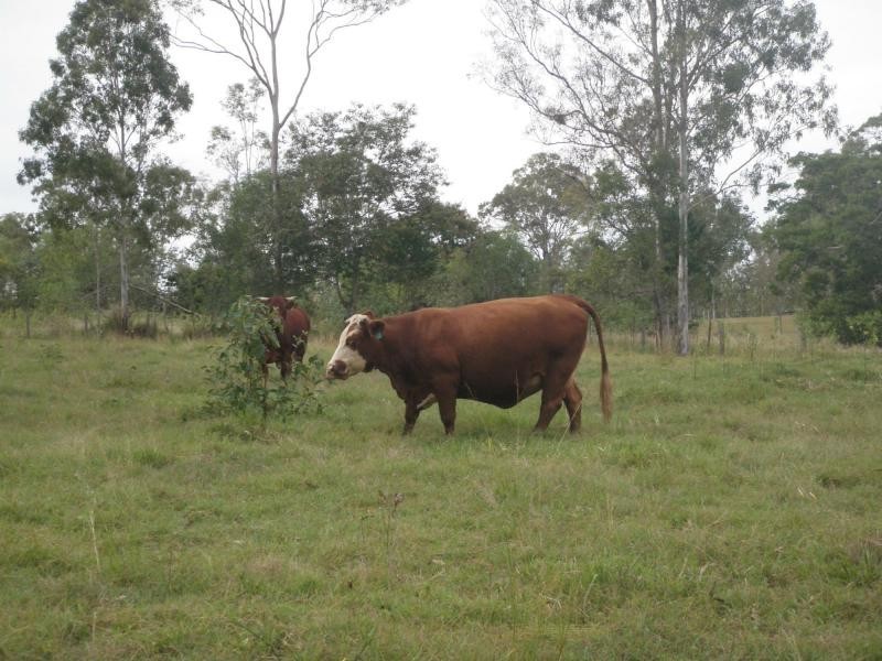 Delan QLD 4671